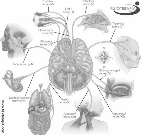 ANATOMIA DO