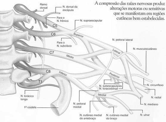 ANATOMIA DO