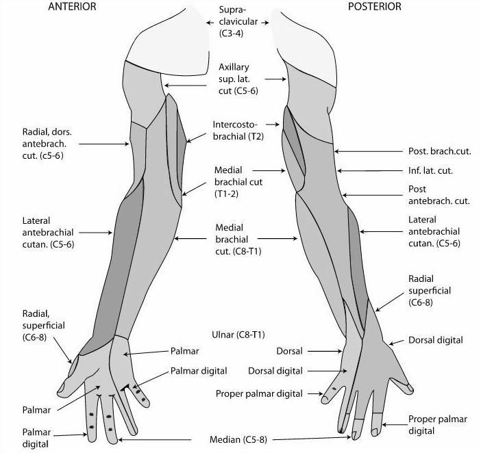 ANATOMIA DO