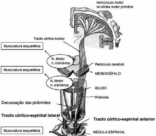 ANATOMIA DO