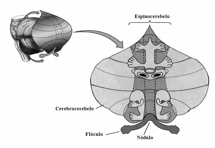 SOMATOTOPIA CEREBELAR