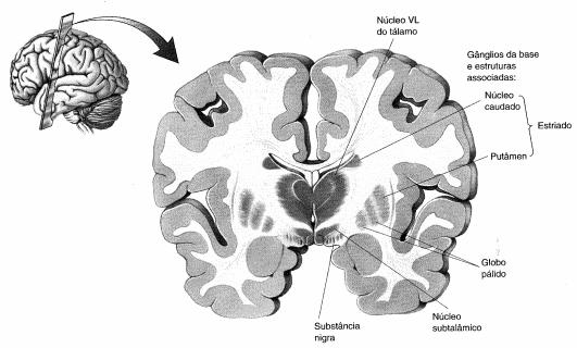 ANATOMIA DOS