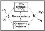 1. Nitrosação transformação da amônia (NH3) em nitrito (NO2 - ). É feito por bactérias Nitrosomonas. 2. Nitratação transformação do nitrito (NO 2- ) em nitrato (NO 3- ).