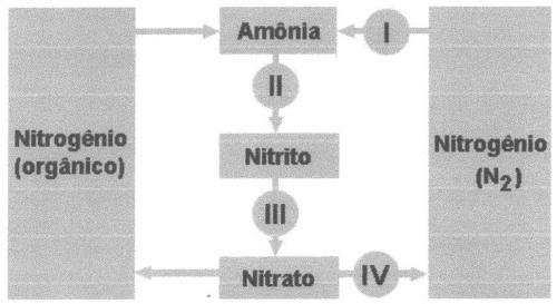 4. (UFV) O esquema refere-se a parte do ciclo biogeoquímico do nitrogênio. Os números (I a IV) correspondem às etapas que estão envolvidas na dinâmica desse ciclo.