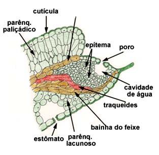 Desenho de um corte