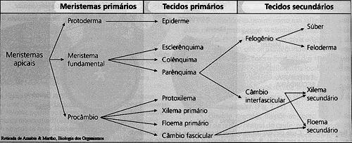 TECIDOS