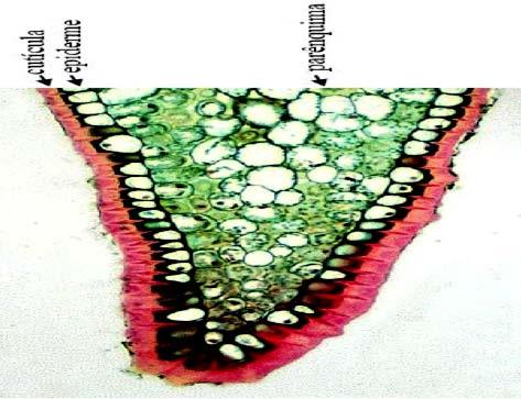 Tecidos de Revestimento Epiderme: É a camada mais externa do corpo primário da planta.