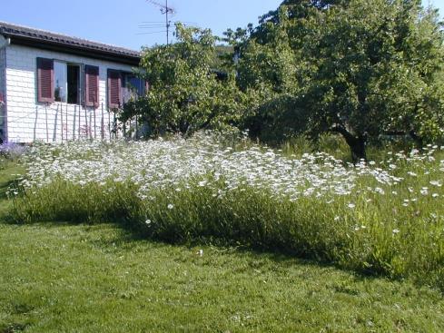 WWW..PT Landlab Mico Prado Florido MARCA VEGETAÇÃO TÉCNICA MISTURAS DE SEMENTES Mistura de sementes de