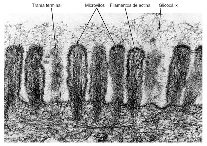 Elétron-micrografia da região apical