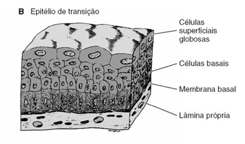 Pavimentoso Simples Cúbico Estratificado