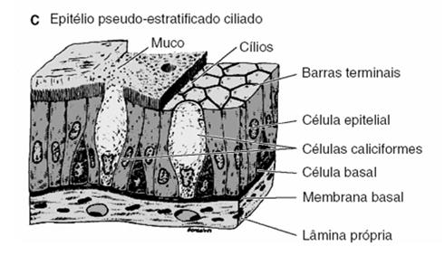 Prismático Célula Caliciforme Membrana