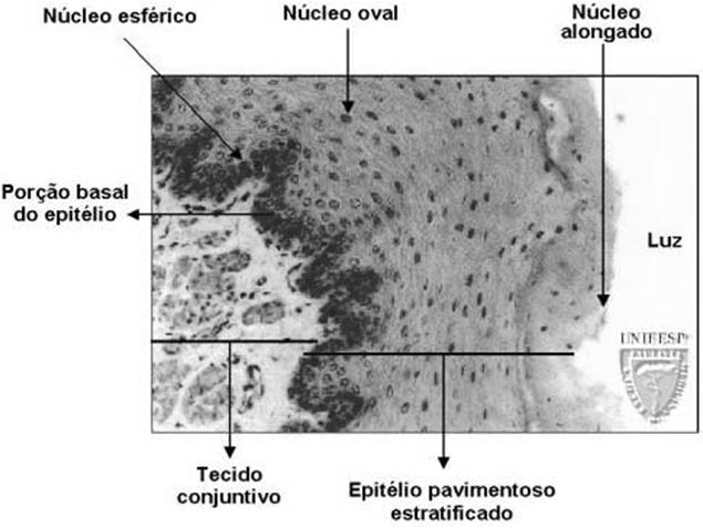 células Epitélio Estratificado