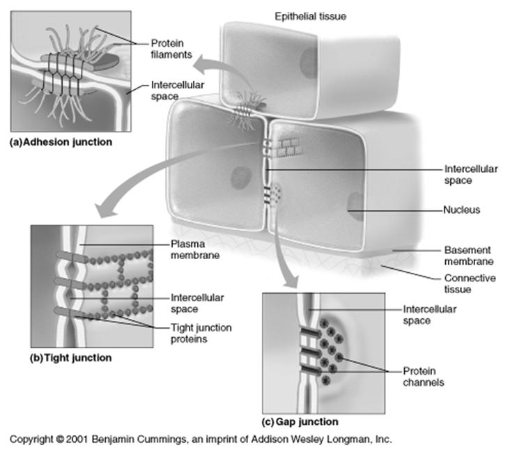 TECIDO EPITELIAL Junções Intercelulares Filamentos de proteínas Espaço intercelular Tecido Epitelial 1. Junção aderente Espaço intercelular Núcleo 2.