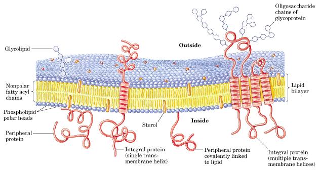 Membranas biológicas As quantidades e tipos de