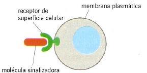 Membrana plasmática: Funções Resposta a sinais externos Síntese de