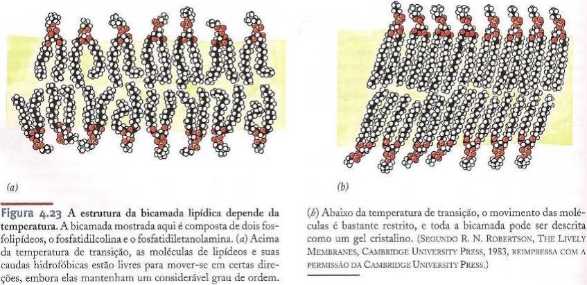 Ao lentamente a temperatura chegaremos a um ponto onde a bicamada sofre uma mudança O