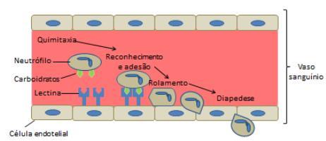 Carboidratos Funções Reconhecimento de carboidratos da superfície celular de neutrófilos: