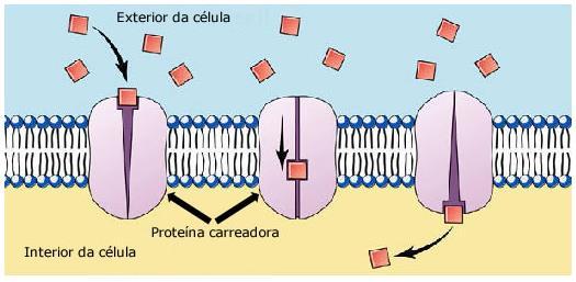 Mecanismos de transporte Proteínas carreadoras Ligam seletivamente e transportam pequenas moléculas específicas Além de formar canais abertos, agem como enzimas facilitando a