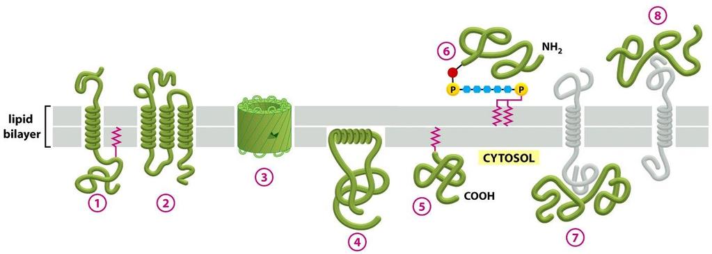 E agora as Proteínas de membrana Transmembrana 1,2 e 3 (não se dissocia) Periféricas 7 e 8(facilmente extraída)