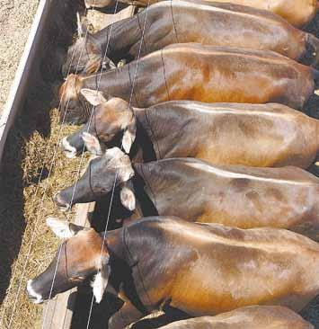 De acordo com a médica veterinária Marina Azevedo, do departamento técnico da Cooperaliança, a principal vantagem oferecida por essa genética é aumentar o giro na propriedade, ter mais animais