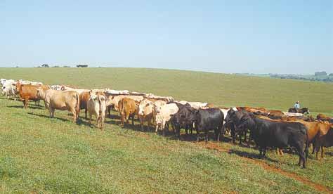 Angus. Quem afiança isso é o tecnólogo em agronegócio Flávio Vilella, da Fazenda Moreira Sales, de propriedade da pecuarista Glória Maria Pereira Sales.