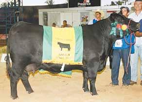 Dentro desta linha, Filippon descreve o tipo ideal como um animal de bom desenvolvimento, boa estrutura e aprumos, boa caracterização racial, bom grau de acabamento e boa cobertura muscular.