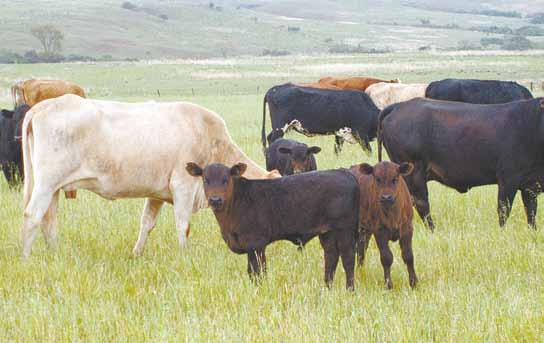 44 OPINIÃO Uso do índice de risco para introduzir inovações nos sistemas de cria A produção de bezerros constitui a base da produção de carne bovina.