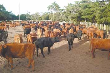 Quando usamos novas biotecnololgias, mudanças são feitas no sentido de melhorar índices de produção, no entanto, devemos ter consciência que poderemos propiciar condições epidemiológicas mais