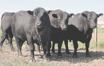 Os objetivos comuns e o aumento de responsabilidades tornaram as reuniões mais frequentes e, naturalmente, os encontros de confraternização e comemoração também ganharam espaços cada vez mais