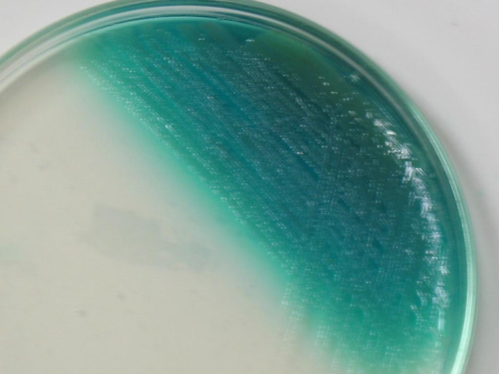 Pseudomonas Características do