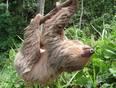 Mamíferos do Brasil Choloepus tende a comer maior variedade de itens do que Bradypus (NOWAK, 1999).