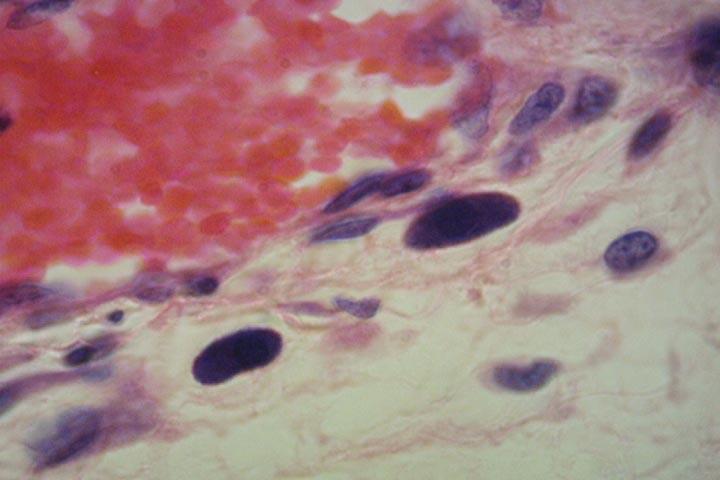 em obj 40X, observe e desenhe fibroblasto, macrófago,