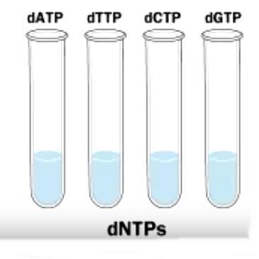 DNA molde