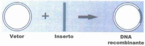 2. Ligação a vetores de clonagem Vetores genéticos: as moléculas de DNA que veiculam a propagação dos fragmentos de DNA de interesse Vetor: