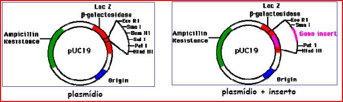 plasmídeo típico