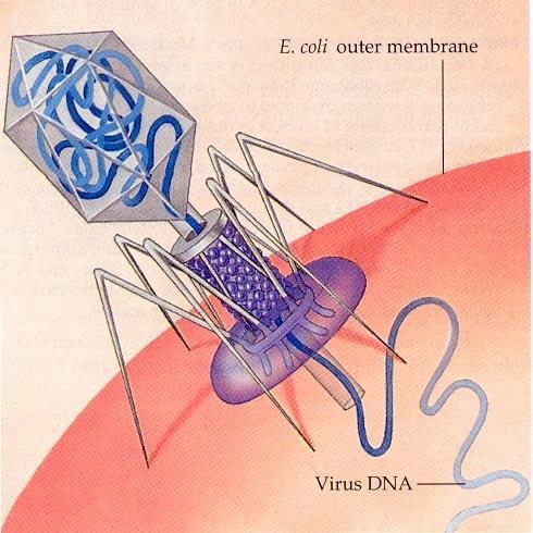 Vetores de clonagem: fagos Os bacteriófagos ou fagos, são vírus que infectam especificamente as bactérias; Tal como todos os vírus, os fagos têm uma estrutura muito simples, consistindo meramente