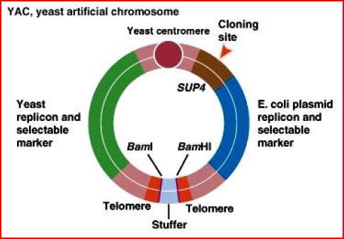 Vetores de clonagem: cromossomo artificial de levedura YAC (Yeast Artificial Chromosome) - cromossomo artificial que contém