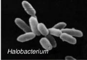 Micro-organismo em produtos salgados Varia em função da concentração de sal Ligeiramente halófilos Moderadamente halófilos Extremamente halófilos suportam 2-5% de NaCl