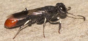 Família Evaniidae Vespas negras, com até 15 mm de