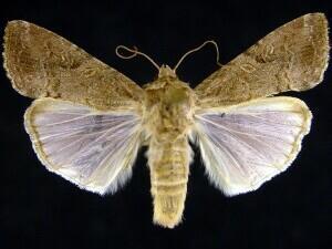 Noctuidae Características: Mariposas de corpo robusto, asas densamente escamosas, antenas filiformes ou pectinadas (poucas).