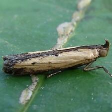 Família Pyralidae Apresentam várias subfamílias Mariposas pequenas, de cor não muito brilhante, antenas bem desenvolvidas, presença de ocelos, palpus