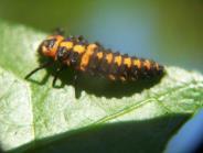 : larva arame Buprestiforme: larva
