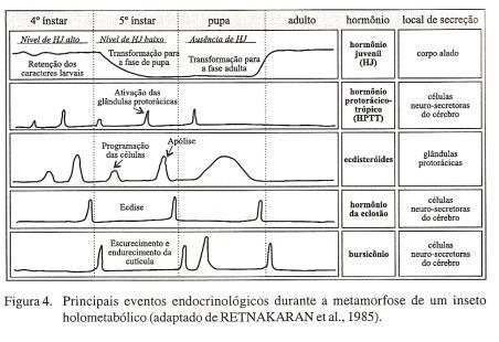 Desenvolvimento: metamorfose principais eventos Larva: Vermiforme: larva ápoda, em que muitas vezes a cabeça não é diferenciada. Ex.