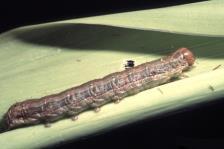 vermiforme eruciforme Larva: Limaciforme: larvas achatadas e ápodas, parecidas com lesmas. Ex.