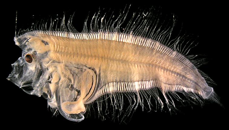 273 Ordem Pleuronectiformes / Família Bothidae 154 Figura 155: Chascanopsetta lugubris. DZUFRJ 7499; Pós-flexão; CP 16,5 mm.