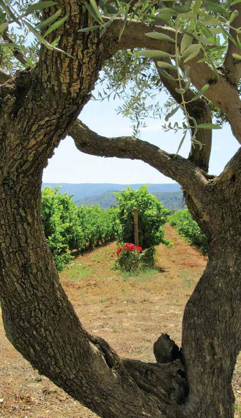 Provence e Côte d Azur A Provença é sinônimo de verão e dias ensolarados ponha isso dentro de uma garrafa e você terá o Côtes de Provence ou o Côteaux d Aix.