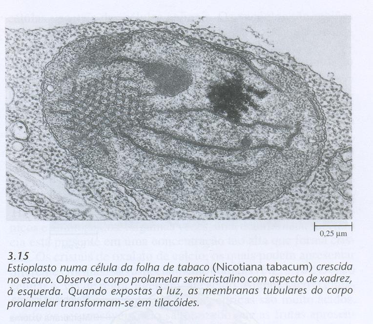 Desenvolvimento do Cloroplasto na ausência de luz Os proplastídios são plastídios indiferenciados, pequenos e sem cor ou verde-pálido, que ocorrem nas células meristemáticas.