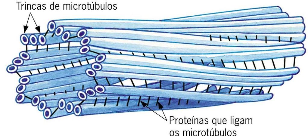 C E N T R Í O L O S Organizam os fusos acromáticos