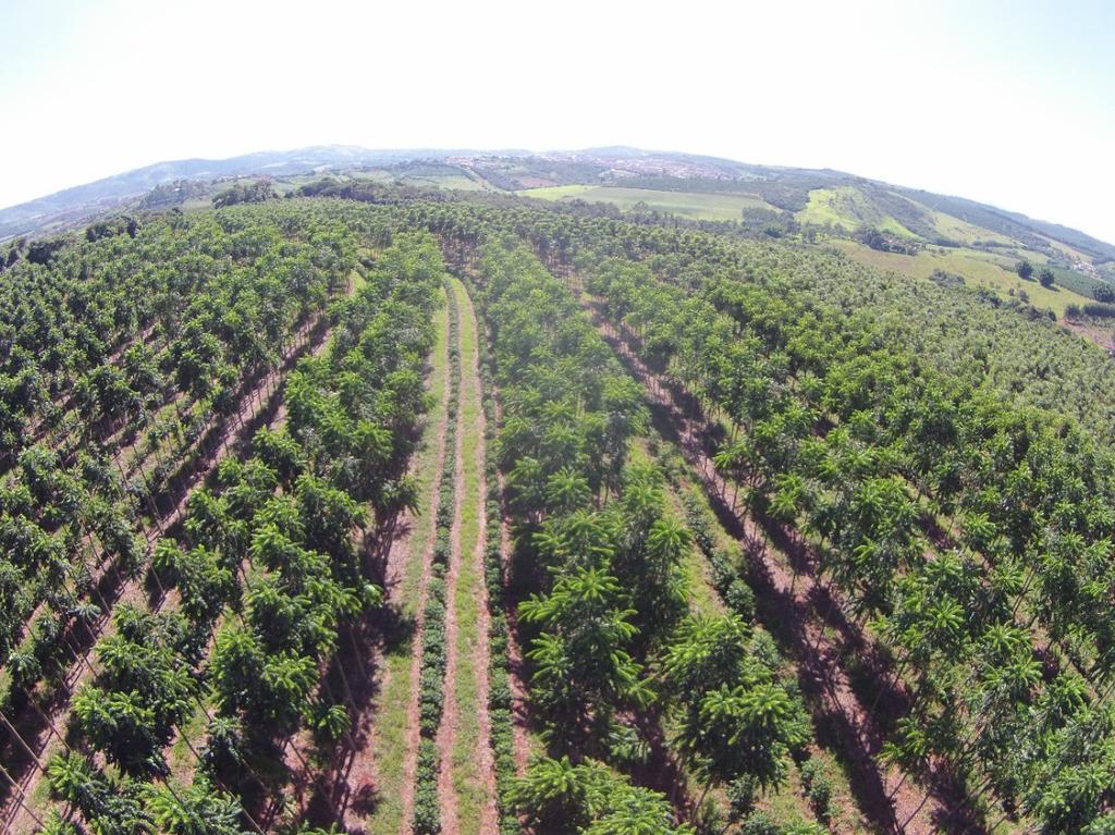 Rentabilidade econômica de cedro-australiano em plantios puros e consorciados com café Foto: Laury Cullen Junior de café catuaí vermelho e 794 mudas ha-1 dos clones