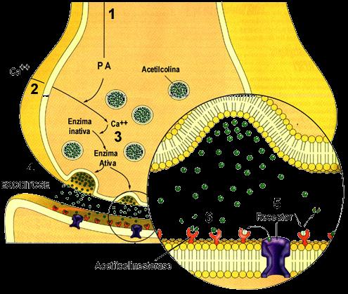 MECANISMO DA NEUROTRANSMISSÃO QUÍMICA 1. Chegada do impulso nervoso ao terminal 2. Abertura de Canais de Ca Voltagem dependentes 3. Influxo de Ca (2o mensageiro) 4. Exocitose dos NT 5.